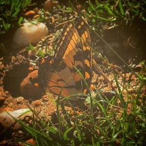 Meet your Posher, Melissa